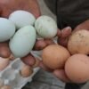 fresh and fertile parrot eggs for sale