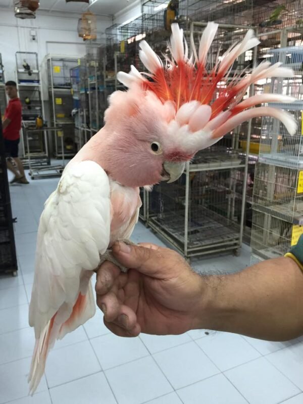 major mitchell cockatoo for sale