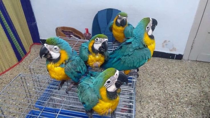 amazon parrot eggs