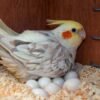 australian parrot eggs not hatching